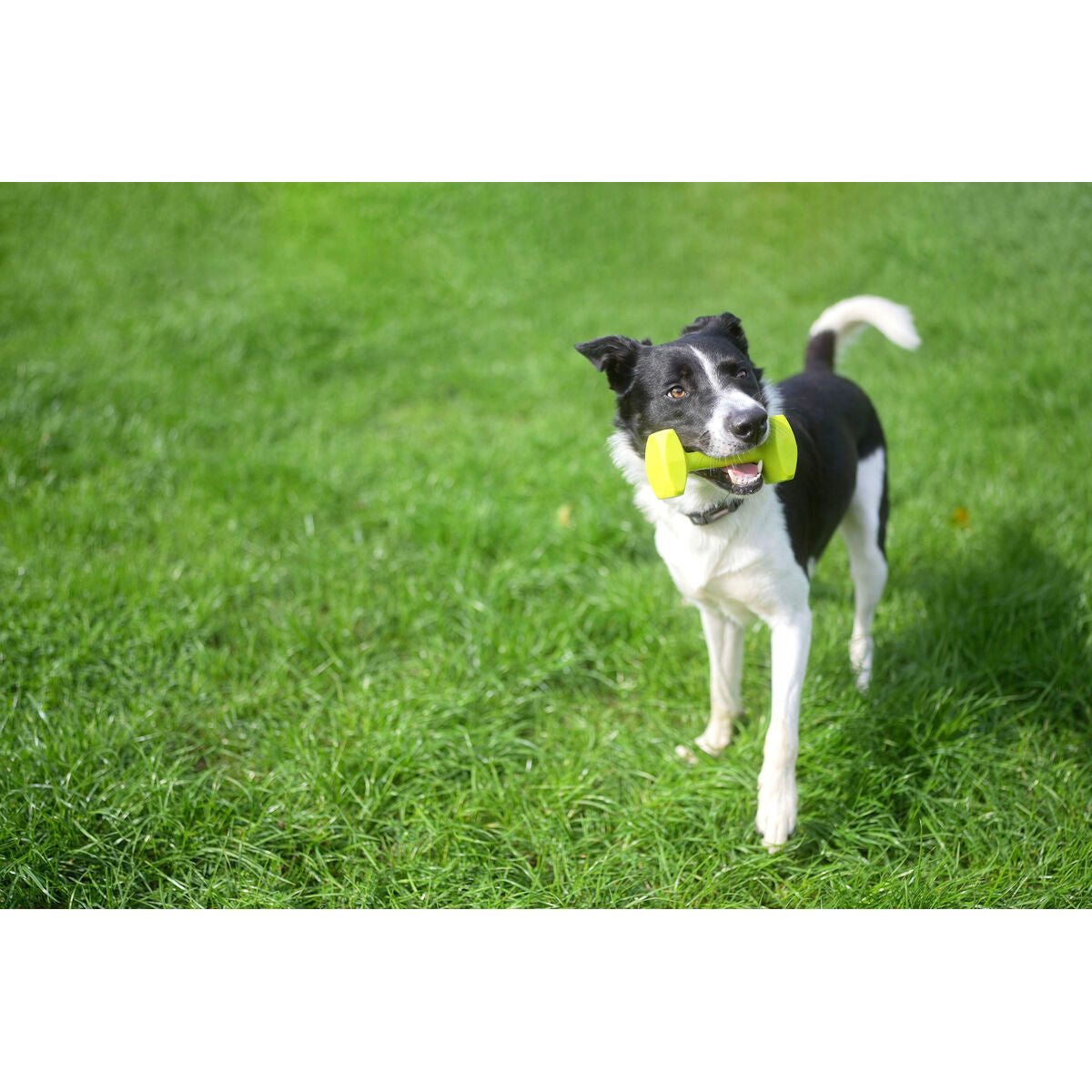 Käsipaino Coachi TRAINING DUMBBELL