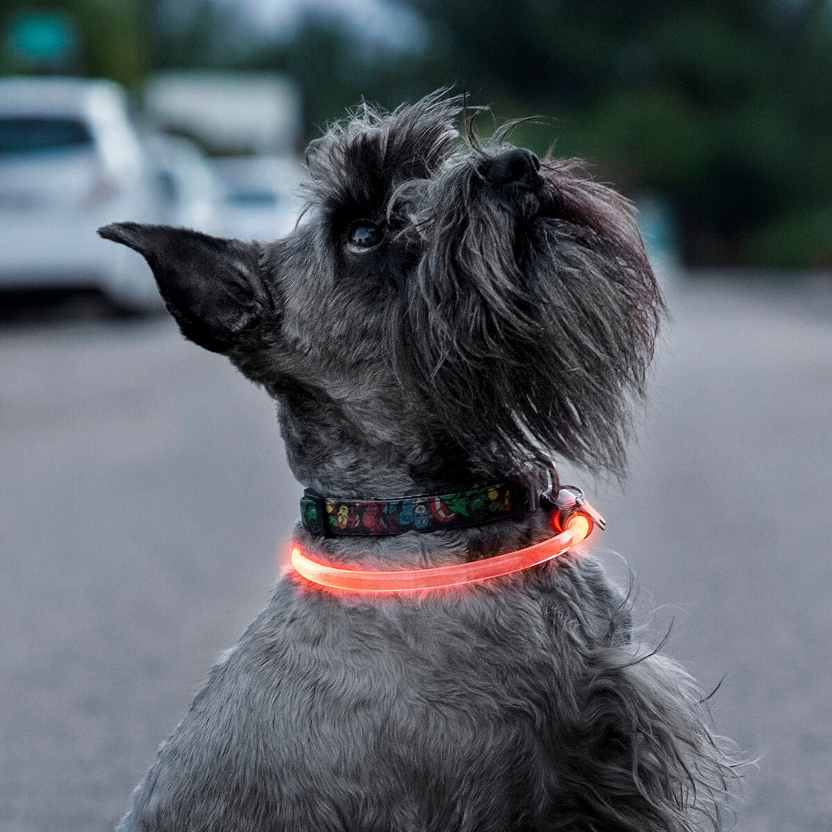 LED-kaulapanta lemmikille Petlux InnovaGoods