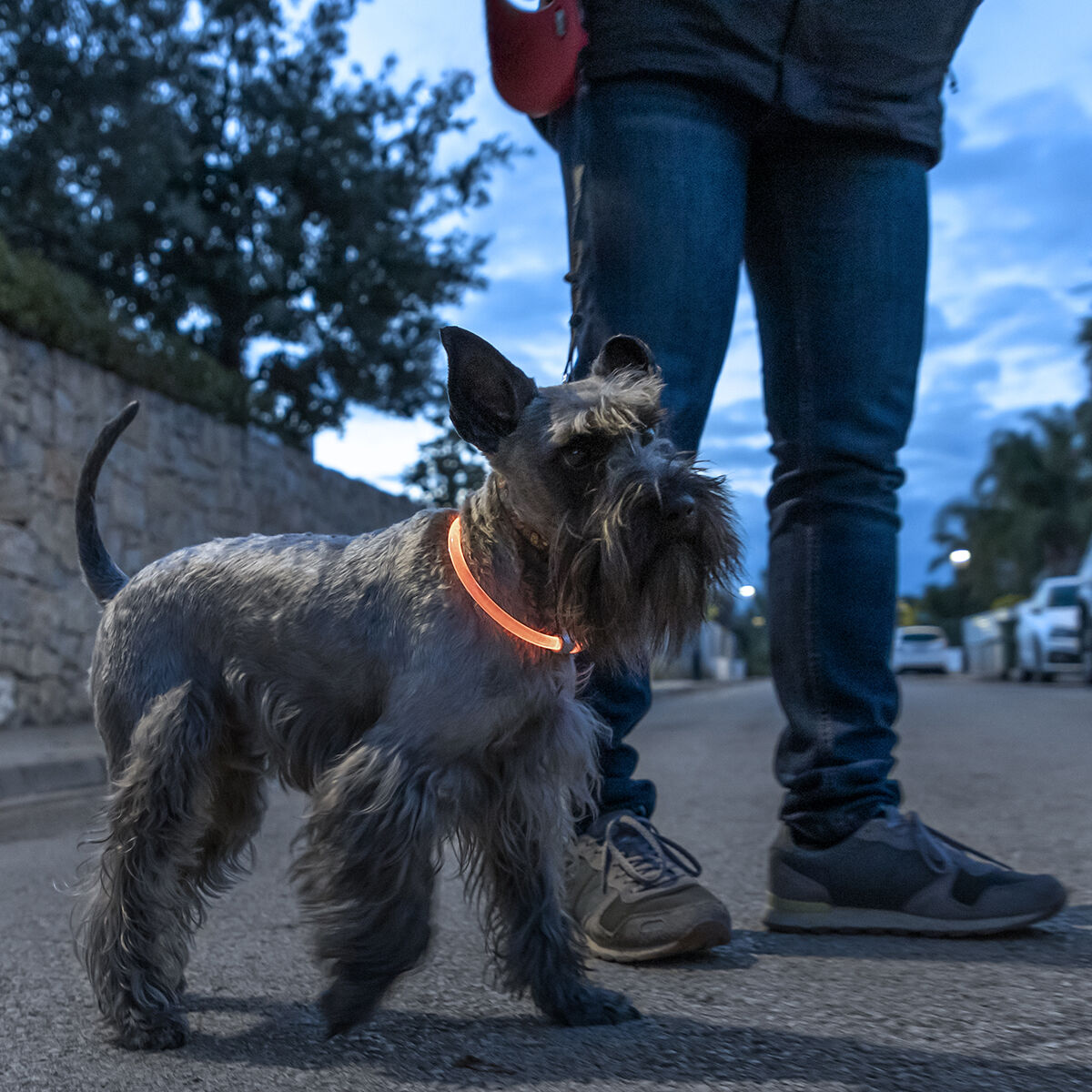 LED-kaulapanta lemmikille Petlux InnovaGoods